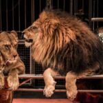 Interdiction des spectacles itinérants avec des animaux non domestiques : des aides possibles
