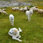 Chiens de protection des troupeaux : du nouveau !