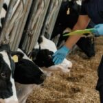 Dermatose nodulaire : des restrictions renforcées