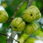 Garcinia cambogia : interdiction temporaire