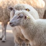 Identification des ovins et des caprins : des mouvements plus suivis