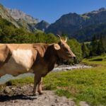 Élevage bovin en Corse : un report de l’obligation d’identification
