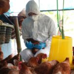 Influenza aviaire : une situation qui s’améliore