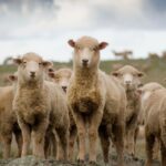 Fièvre catarrhale ovine : quelle est la réponse du Gouvernement ?