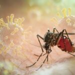 Paludisme : vigilance à Mayotte et en Corse
