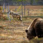 Protection des troupeaux contre les prédateurs : précisions sur les aides