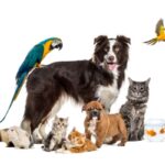 Droit des animaux : le droit français s’adapte