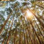 Taux réduit de TVA pour les travaux sylvicoles et d’exploitation forestière : ça continue