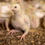Traçabilité des volailles et oiseaux : évolution des obligations déclaratives