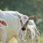 Visites sanitaires obligatoires pour la filière bovine : une expérimentation mise en place !