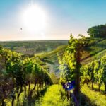 Viticulture : un sursis pour la déclaration des récoltes