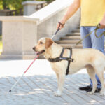Taxis : pouvez-vous refuser d’effectuer une course lorsque votre client est accompagné d’un chien-guide ?