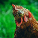 Grippe aviaire : le point sur la situation épidémique et le versement des indemnités