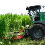 Agriculture : éligibilité des cultures de chanvre à la PAC