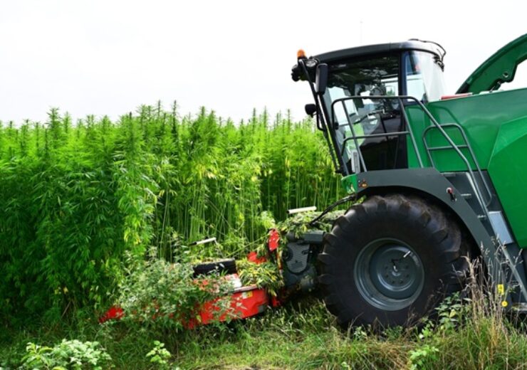 Close-up,Of,A,Forage,Harvester,Harvests,A,Hemp,Fiber,Plantation,