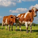 Aides agricoles : précisions à propos de l’aide aux bovins