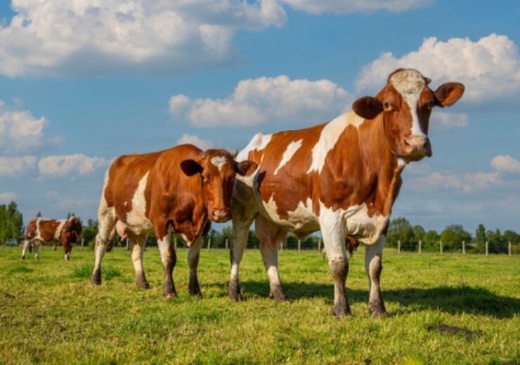 Dairy,Herd,In,The,Middle,Of,Fields,In,The,Countryside