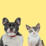 Vente d’animaux de compagnie : de nouvelles sanctions à connaître