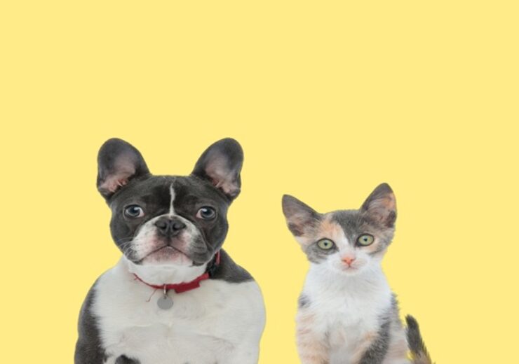 Cute,French,Bulldog,Dog,Wearing,Red,Collar,→,To,A