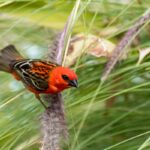 Espèces exotiques envahissantes : une protection particulière à La Réunion ?
