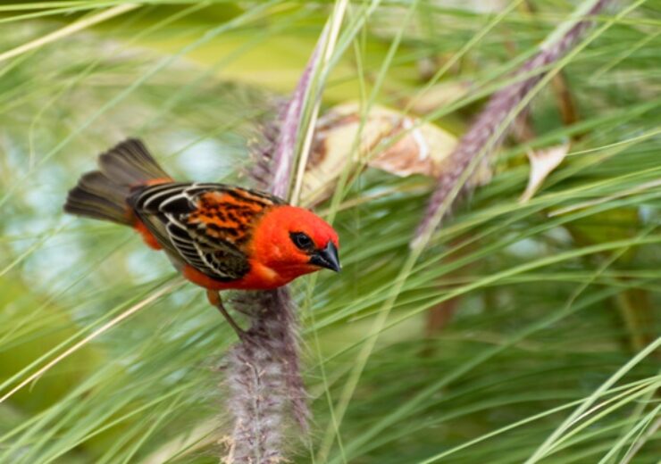 Red,Cardinal,Bird,In,La,Reunion
