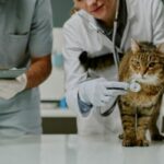 Cabinet des vétérinaires : des règles de fonctionnement précisées