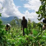 Exploitants agricoles ultramarins : évolution de l’exonération des cotisations sociales