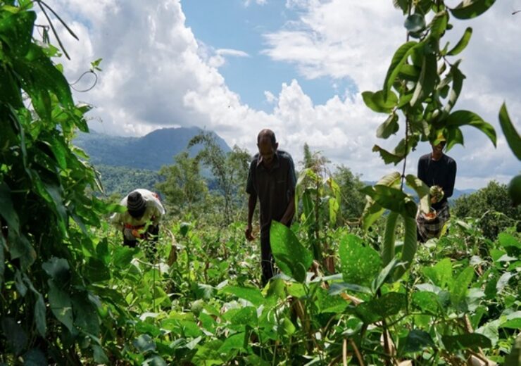 Ainaro,East,Timor,March,30,2024:,Family,Farm.,Father,Mother