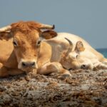 Identification des bovins en Corse : du nouveau