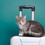 Passeport des animaux de compagnie : une réglementation spécifique ?