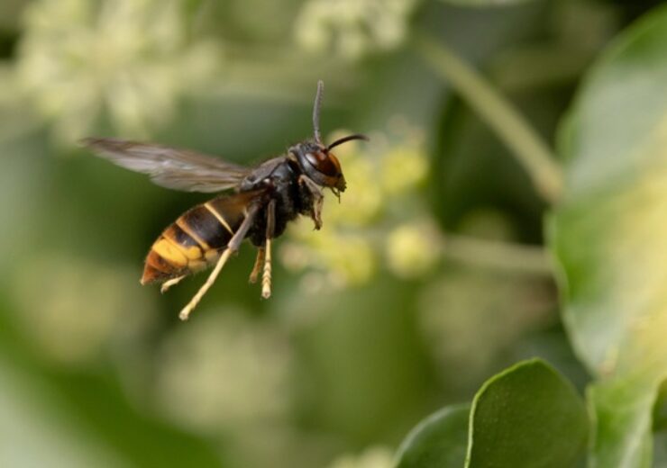Asian,Hornet,Vespa,Velutina,Nigrithorax,,An,Introduced,And,Acclimated,Species