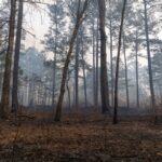 Aide au renouvellement forestier : un accès réglementé ?