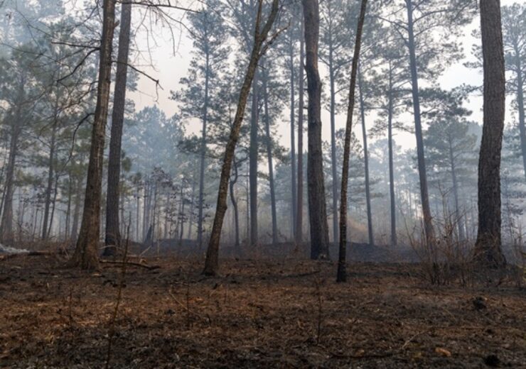 The,Quiet,Aftermath,Of,A,Prescribed,Burn,In,A,Pine