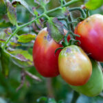 Virus de la tomate : un renforcement des mesures de protection